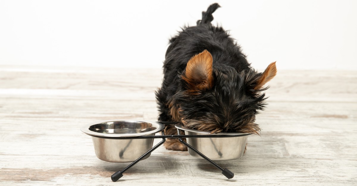 What Dog Owners Should Know About Water Bowl Biofilm